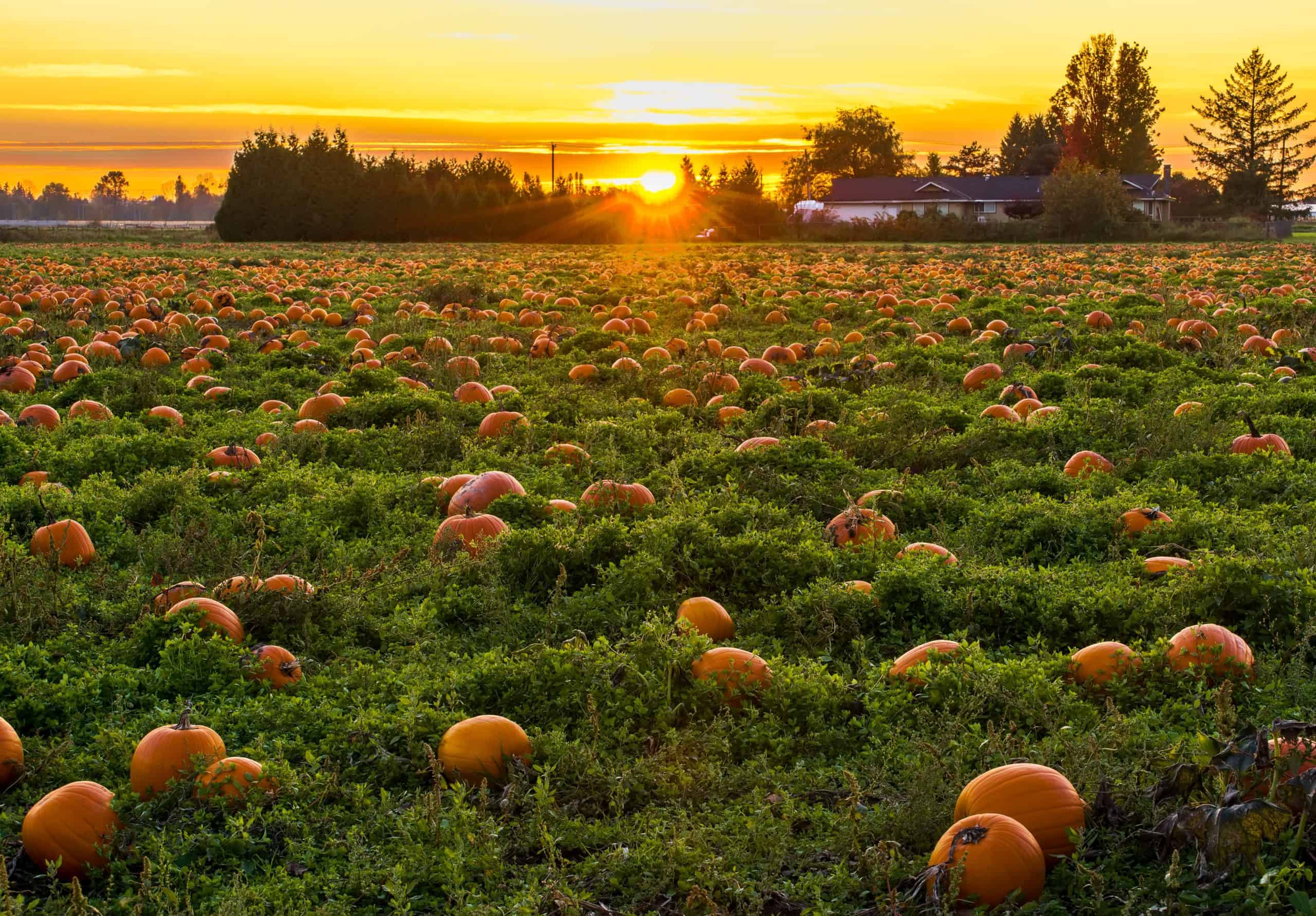 Read more about the article The Best Central Valley Pumpkin Patches & Corn Mazes 2019