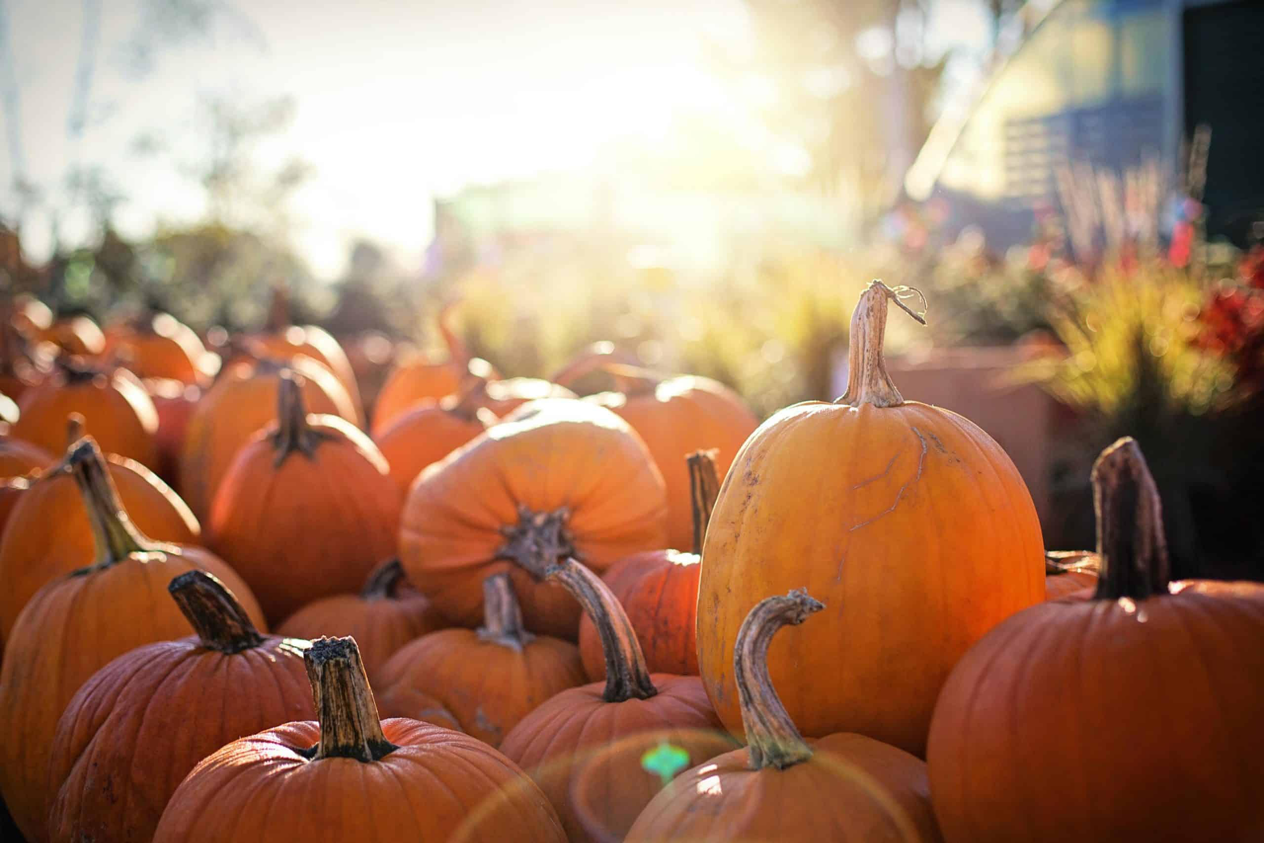 Read more about the article The Best Central Valley Pumpkin Patches & Corn Mazes 2021