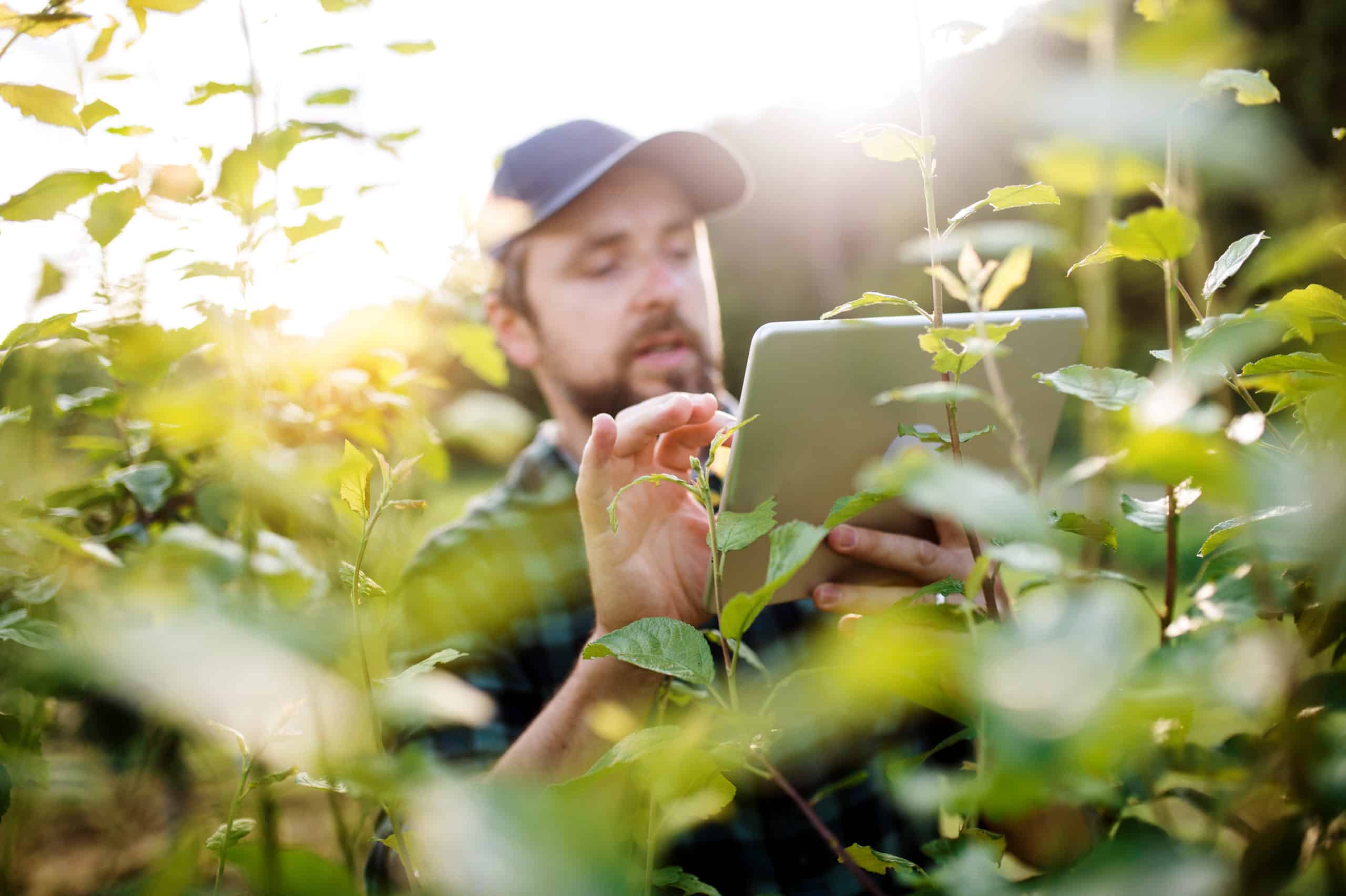 A mature farmer with tablet standing outdoors in orchard.