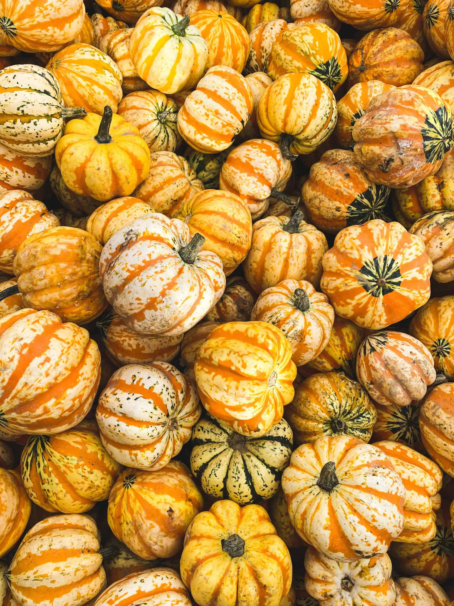 Read more about the article The Best Central California Pumpkin Patches & Corn Mazes 2022